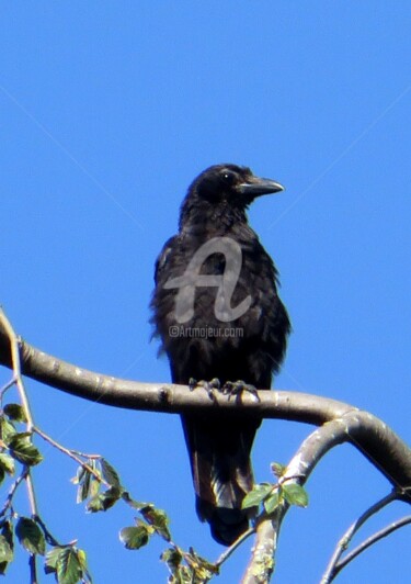 Photographie intitulée "corbeau en observat…" par Jean Louis Boguet, Œuvre d'art originale
