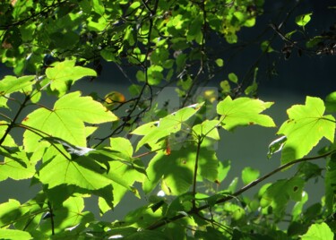 rayon de soleil sous feuilles Photographie intitulée "rayon de soleil sou…" par Jean Louis Boguet, Œuvre d'art originale,