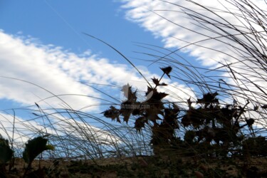 Photographie intitulée "chardon au vent" par Jean Louis Boguet, Œuvre d'art originale