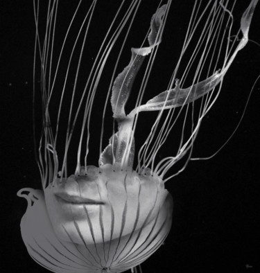 Fotografia intitulada "Jellyfish" por Bojan Jevtic, Obras de arte originais, Fotografia digital