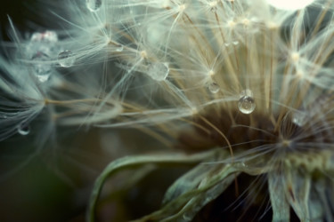 Φωτογραφία με τίτλο "Frozen raindrops" από Ekaterina Bokova, Αυθεντικά έργα τέχνης, Ψηφιακή φωτογραφία