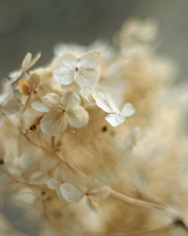 Photography titled "Flower tenderness" by Ekaterina Bokova, Original Artwork, Digital Photography