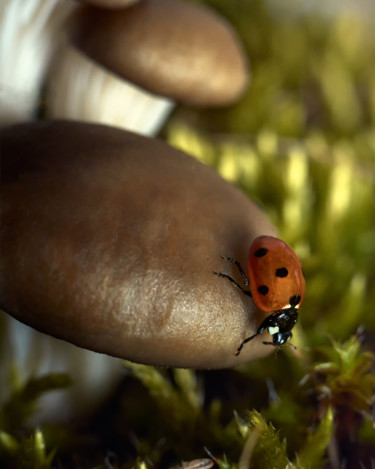 Fotografia intitulada "Ladybug on a mushro…" por Ekaterina Bokova, Obras de arte originais, Fotografia digital