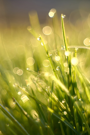 Photographie intitulée "Dew on the grass" par Ekaterina Bokova, Œuvre d'art originale, Photographie numérique