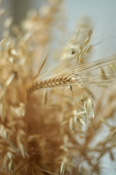 Photography titled "Овес и пшеница" by Ekaterina Bokova, Original Artwork, Digital Photography