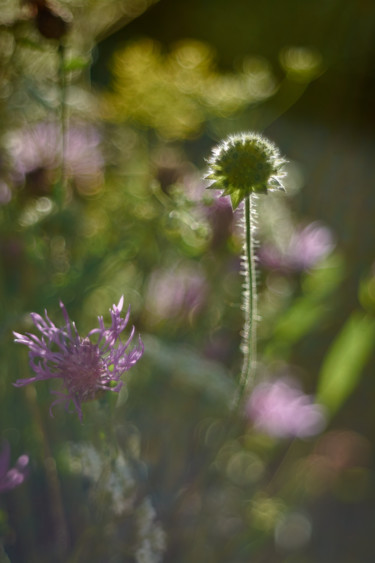 Фотография под названием "Букет полевых цветов" - Ekaterina Bokova, Подлинное произведение искусства, Цифровая фотография