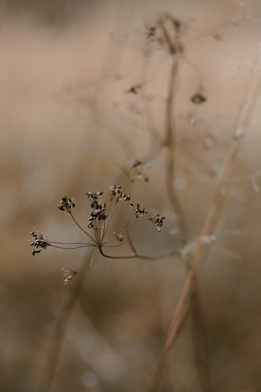 Fotografia zatytułowany „From the series "Se…” autorstwa Ekaterina Bokova, Oryginalna praca, Fotografia cyfrowa