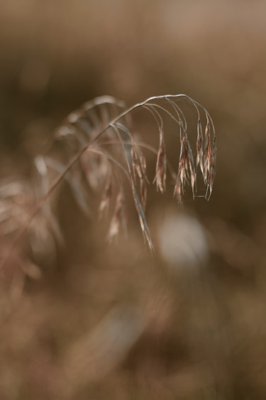 Fotografía titulada "Из серии "Сентябрь"" por Ekaterina Bokova, Obra de arte original, Fotografía digital