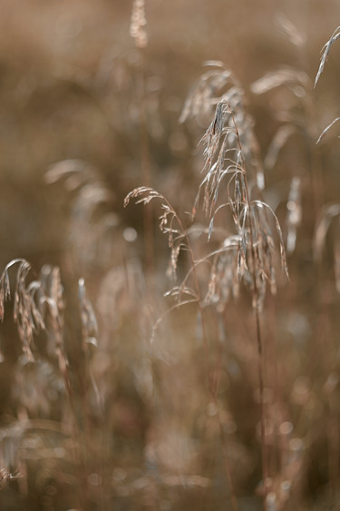 Fotografía titulada "Осеннее поле" por Ekaterina Bokova, Obra de arte original, Fotografía digital