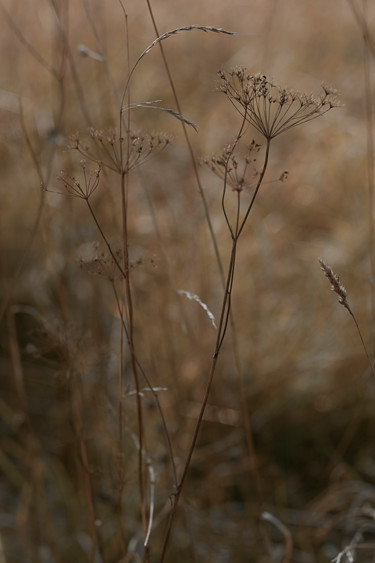 Fotografia zatytułowany „Сухоцветы в поле” autorstwa Ekaterina Bokova, Oryginalna praca, Fotografia cyfrowa
