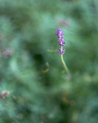 Photography titled "Lavender" by Ekaterina Bokova, Original Artwork, Digital Photography