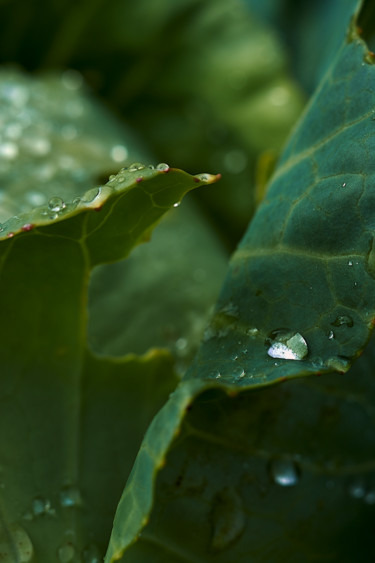 제목이 "Листья капусты"인 사진 Ekaterina Bokova로, 원작, 디지털