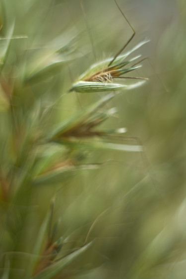 Photographie intitulée "Green oats" par Ekaterina Bokova, Œuvre d'art originale, Photographie numérique