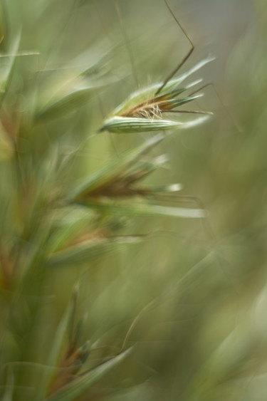 Fotografía titulada "Green oats" por Ekaterina Bokova, Obra de arte original, Fotografía digital