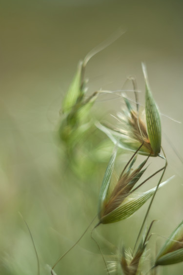 Photographie intitulée "Green oats close up" par Ekaterina Bokova, Œuvre d'art originale, Photographie numérique