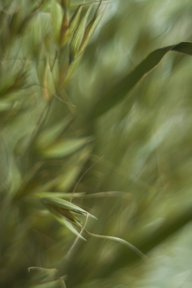 Photographie intitulée "Bunch of green oats" par Ekaterina Bokova, Œuvre d'art originale, Photographie numérique