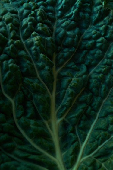 Fotografia intitulada "Savoy cabbage. Text…" por Ekaterina Bokova, Obras de arte originais, Fotografia digital