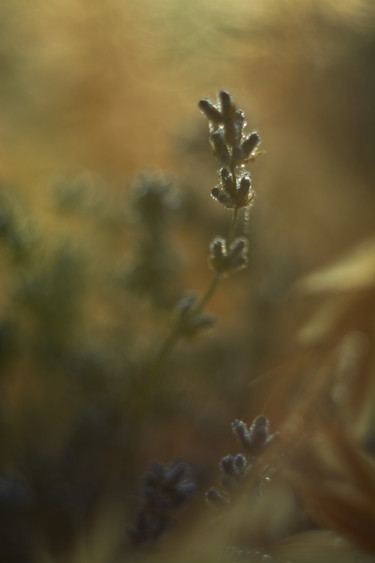 Photography titled "Lonely lavender" by Ekaterina Bokova, Original Artwork, Digital Photography