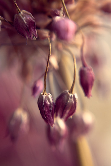 Fotografia zatytułowany „Tenderness of pink” autorstwa Ekaterina Bokova, Oryginalna praca, Fotografia cyfrowa