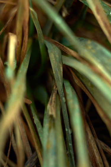 Fotografie getiteld "December grass" door Ekaterina Bokova, Origineel Kunstwerk, Digitale fotografie