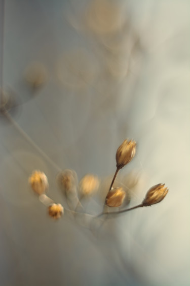 Фотография под названием "Gentle October" - Ekaterina Bokova, Подлинное произведение искусства, Цифровая фотография