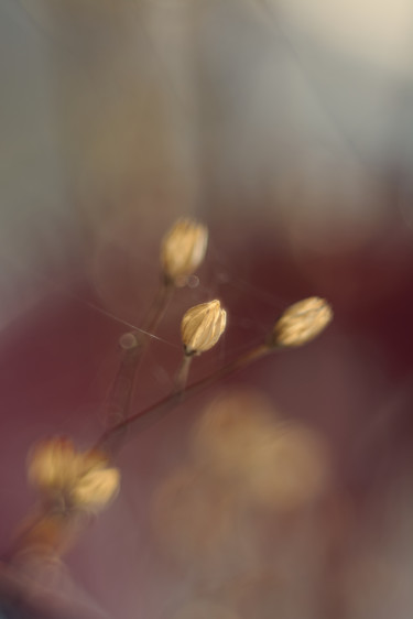 Photography titled "Silent October" by Ekaterina Bokova, Original Artwork, Digital Photography