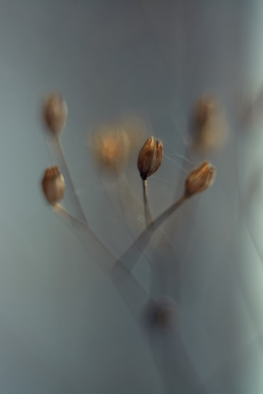 Fotografie mit dem Titel "Gray october" von Ekaterina Bokova, Original-Kunstwerk, Digitale Fotografie