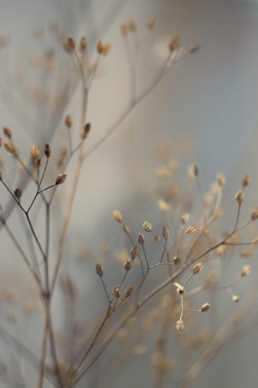 Photographie intitulée "October dried flowe…" par Ekaterina Bokova, Œuvre d'art originale, Photographie numérique