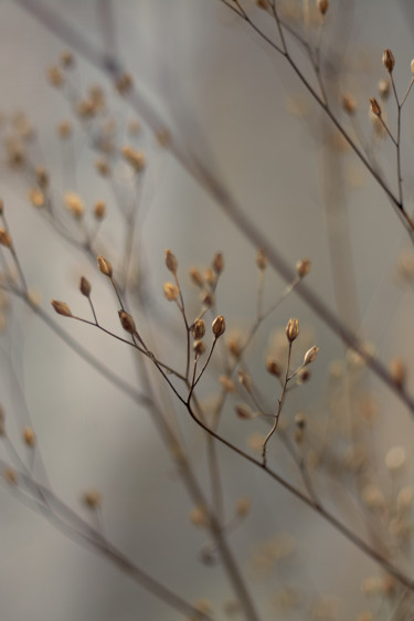 Photographie intitulée "October dried flowe…" par Ekaterina Bokova, Œuvre d'art originale, Photographie numérique