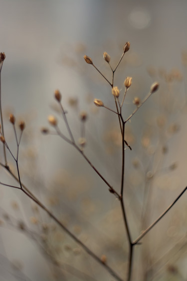 Photographie intitulée "October dried flowe…" par Ekaterina Bokova, Œuvre d'art originale, Photographie numérique