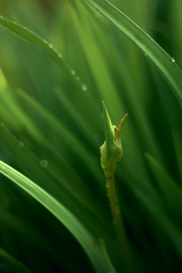 Photographie intitulée "Green lily" par Ekaterina Bokova, Œuvre d'art originale, Photographie numérique
