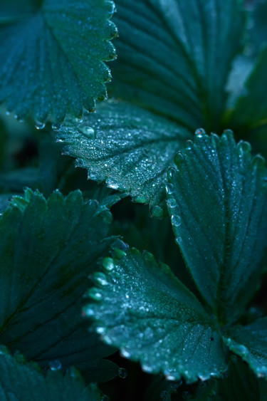 Photography titled "May morning. Strawb…" by Ekaterina Bokova, Original Artwork, Digital Photography