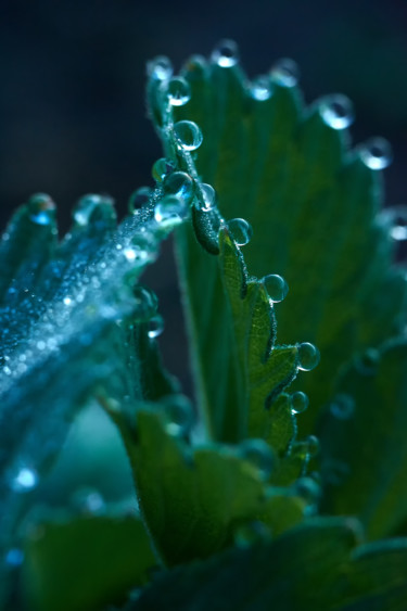Photography titled "Dew drops on a stra…" by Ekaterina Bokova, Original Artwork, Digital Photography