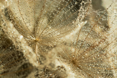 Фотография под названием "Dandelion texture" - Ekaterina Bokova, Подлинное произведение искусства, Цифровая фотография