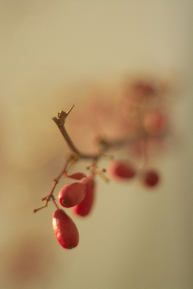 Photographie intitulée "Barberry close up" par Ekaterina Bokova, Œuvre d'art originale, Photographie numérique