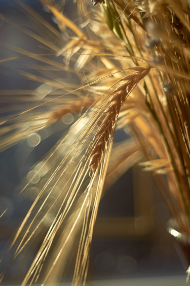 Photographie intitulée "Wheat gold" par Ekaterina Bokova, Œuvre d'art originale, Photographie numérique
