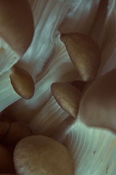 Fotografía titulada "Mushrooms. Texture." por Ekaterina Bokova, Obra de arte original, Fotografía digital