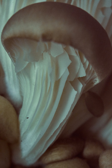 Fotografía titulada "Mushroom. Texture" por Ekaterina Bokova, Obra de arte original, Fotografía digital