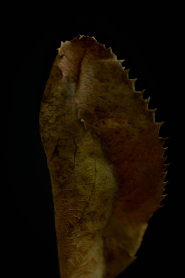 Photography titled "leaf of tree" by Ekaterina Bokova, Original Artwork, Digital Photography
