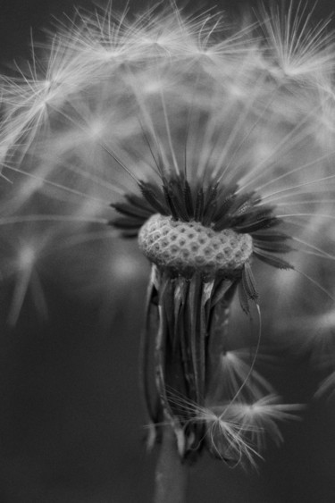 Fotografie getiteld "Dandelion portrait.…" door Ekaterina Bokova, Origineel Kunstwerk, Digitale fotografie