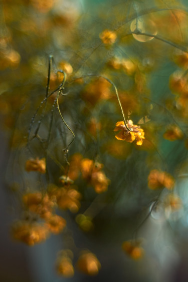 Fotografie getiteld "Bouquet fané de fle…" door Ekaterina Bokova, Origineel Kunstwerk, Digitale fotografie