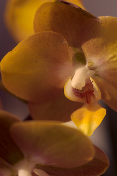 Fotografia intitulada "Orchidée 1" por Ekaterina Bokova, Obras de arte originais, Fotografia digital