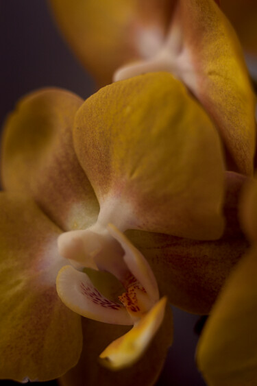 Fotografia intitulada "Orchidée 2" por Ekaterina Bokova, Obras de arte originais, Fotografia digital