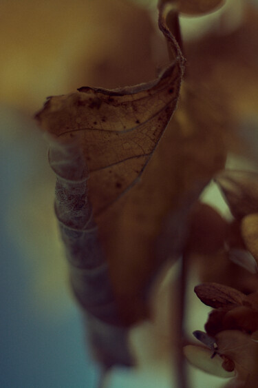 Photography titled "October leaf" by Ekaterina Bokova, Original Artwork, Digital Photography