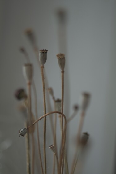 Photography titled "Poppies" by Ekaterina Bokova, Original Artwork, Digital Photography