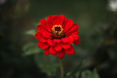 Photographie intitulée "Red flower" par Boris Belkania, Œuvre d'art originale, Photographie numérique