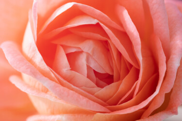 Fotografia intitulada "rose" por Boris Belkania, Obras de arte originais, Fotografia digital