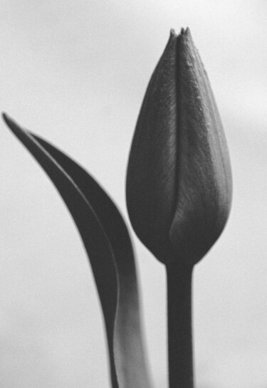 摄影 标题为“tulip black” 由Boris Belkania, 原创艺术品, 数码摄影
