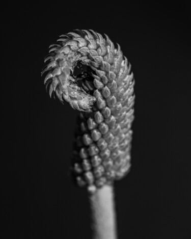 Photographie intitulée "plantain grass black" par Boris Belkania, Œuvre d'art originale, Photographie numérique