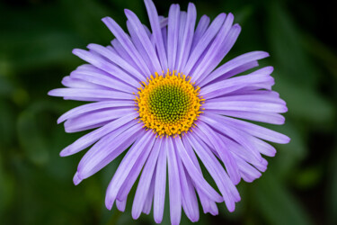 「purple flower」というタイトルの写真撮影 Boris Belkaniaによって, オリジナルのアートワーク, デジタル